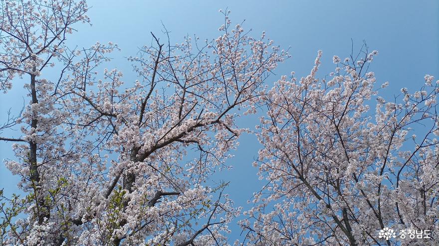 파란 하늘에 벚꽃이 아름답게 피었다