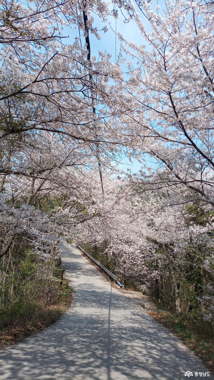 아름다운 벚꽃이 길 따라 피어있다.
