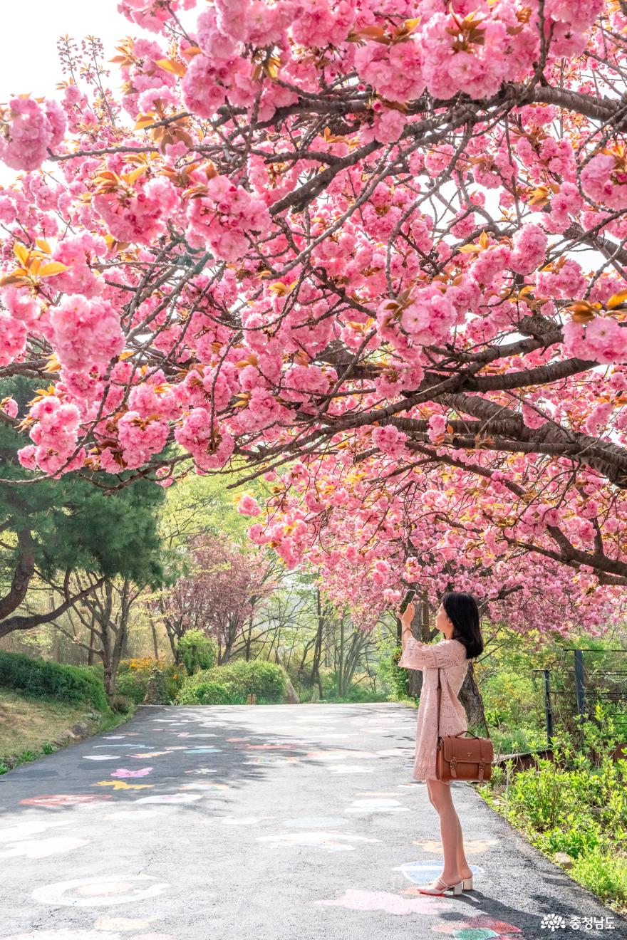 아산 당림미술관의 겹벚꽃 핀 풍경 사진