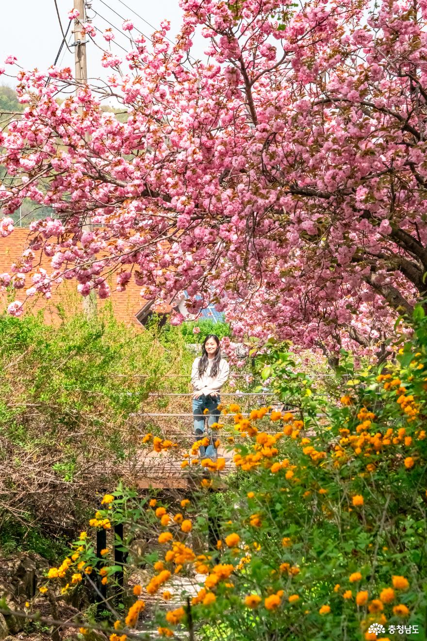 아산 당림미술관의 겹벚꽃 핀 풍경 사진