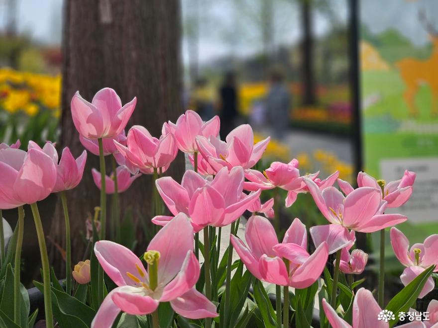 피나클랜드의 억만송이 봄꽃 대향연 사진