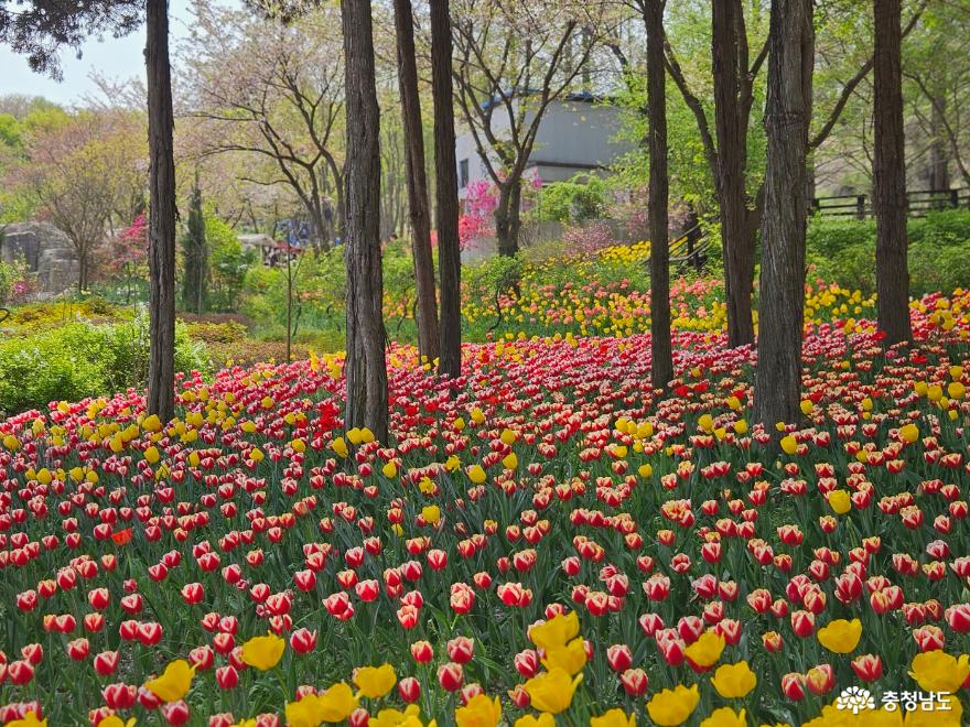 피나클랜드의 억만송이 봄꽃 대향연 사진