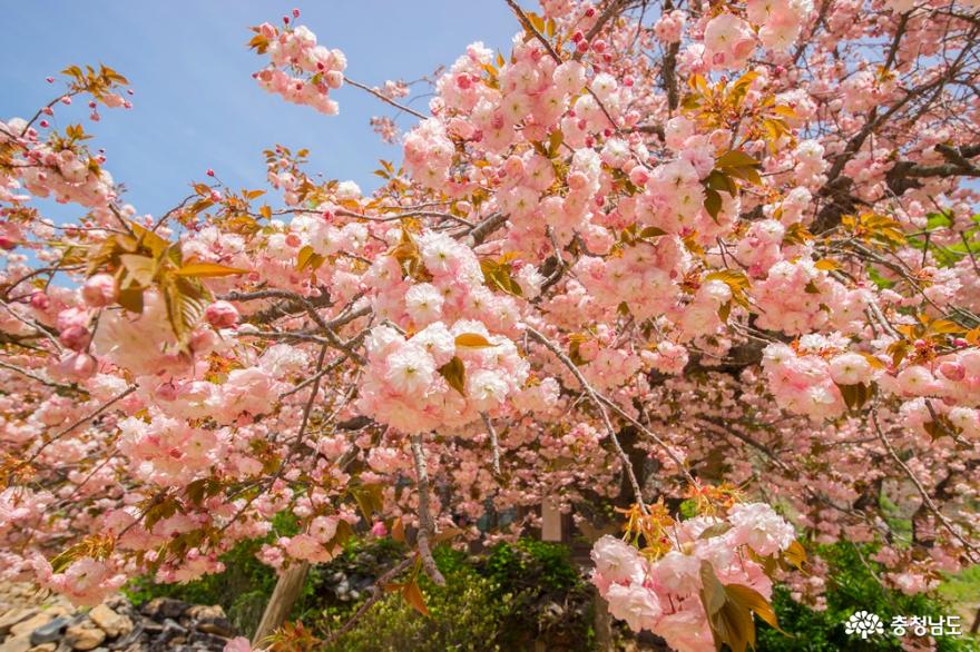충남의 겹벚꽃 명소, 서산의 개심사와 문수사
