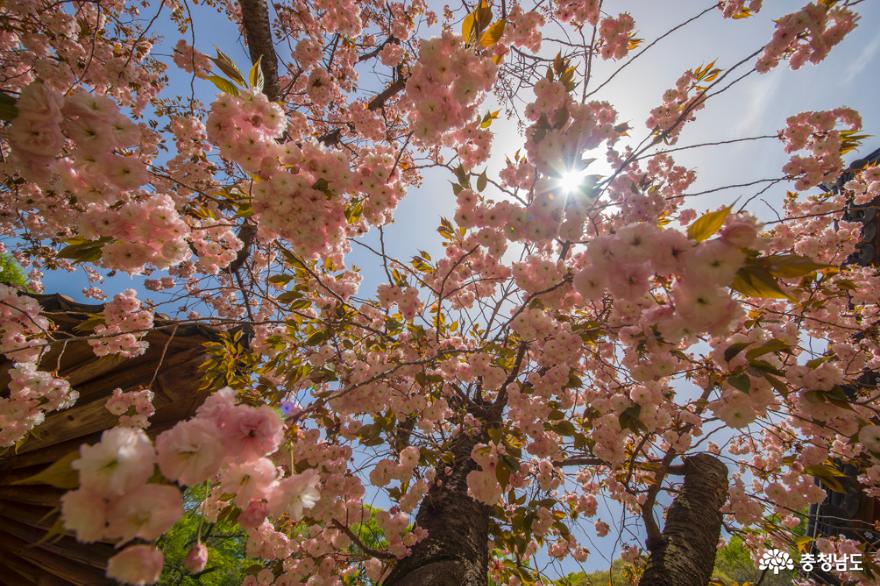 충남의 겹벚꽃 명소, 서산의 개심사와 문수사 사진