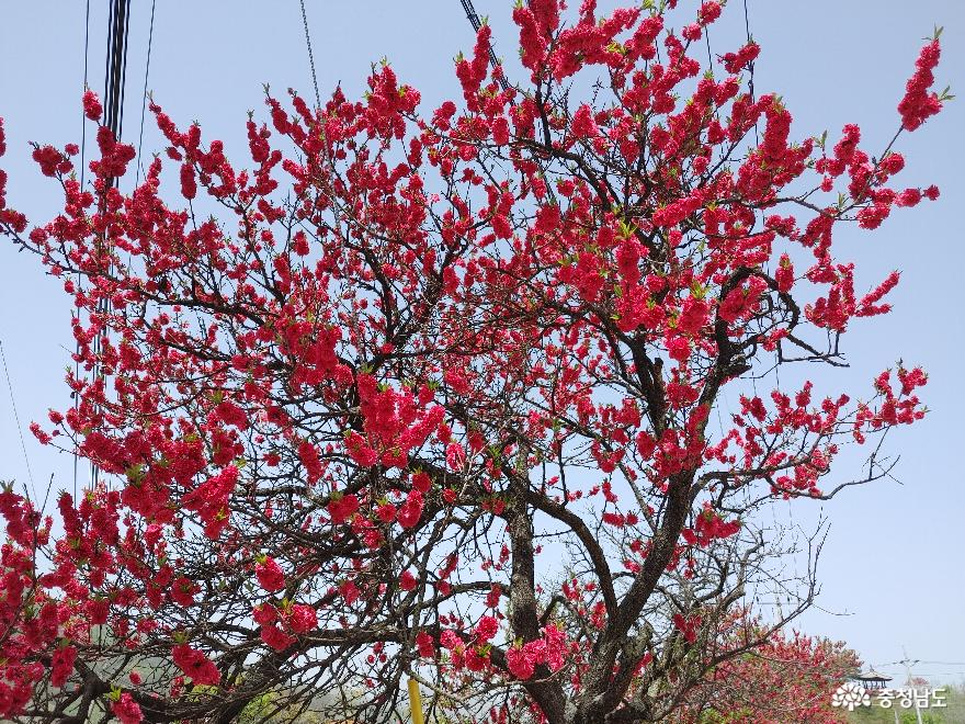 제14회홍도화축제만개한붉은빛꽃물결 4