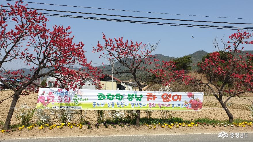 제14회 홍도화축제 만개한 붉은빛 꽃 물결 사진