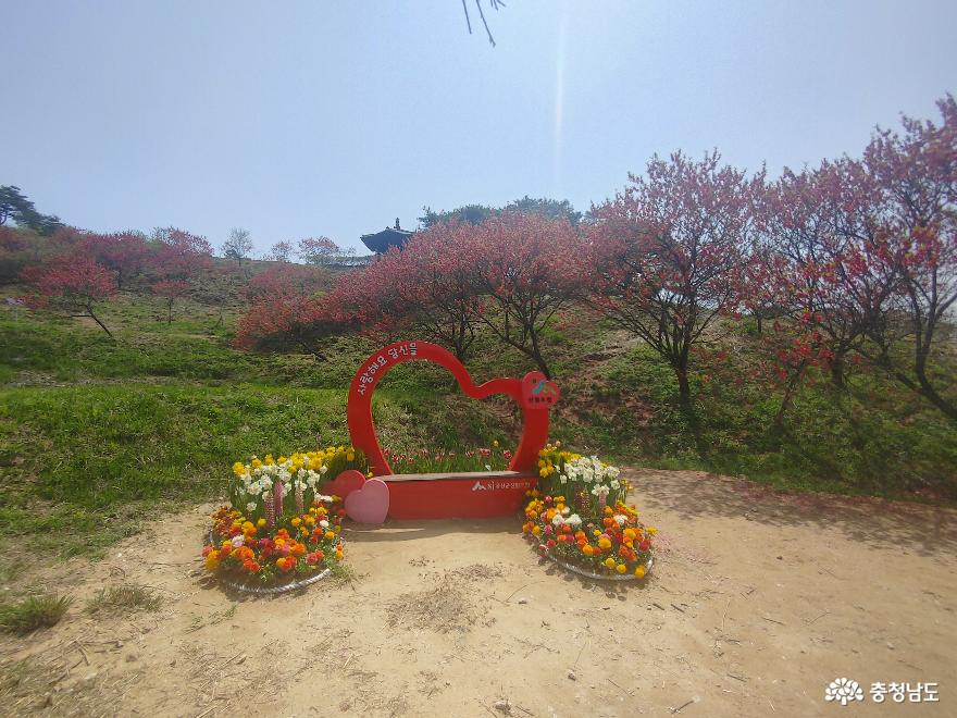 제14회 홍도화축제 만개한 붉은빛 꽃 물결 사진