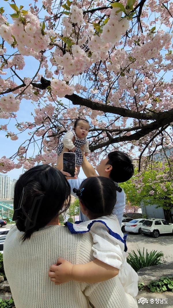 4월 14일 오후 당진 탑동교회 앞마당에 흐드러지게 피어난 겹벚꽃이 여러 사람을 행복하게 해주고 있었습니다.