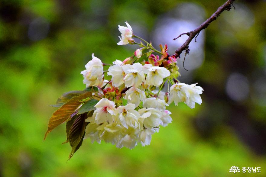 상왕산 개심사의 청벚꽃과 문사사의 겹벚꽃 그리고 멋진 해미읍성