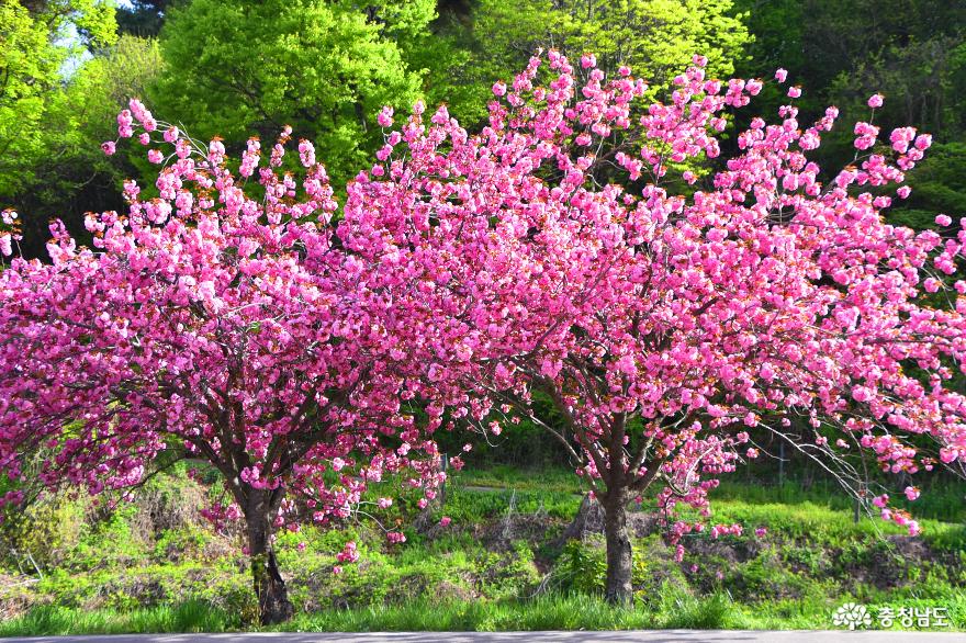 상왕산 개심사의 청벚꽃과 문사사의 겹벚꽃 그리고 멋진 해미읍성 사진