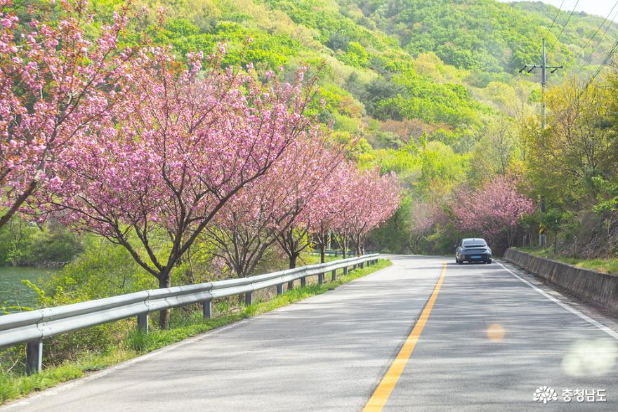 화려한 봄꽃이 활짝 핀 서산 개심사 사진