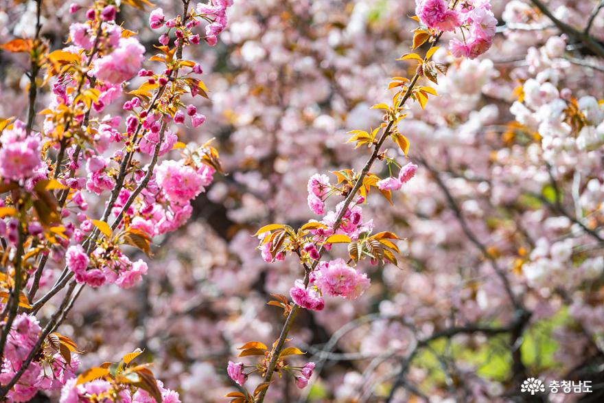 화려한 봄꽃이 활짝 핀 서산 개심사 사진