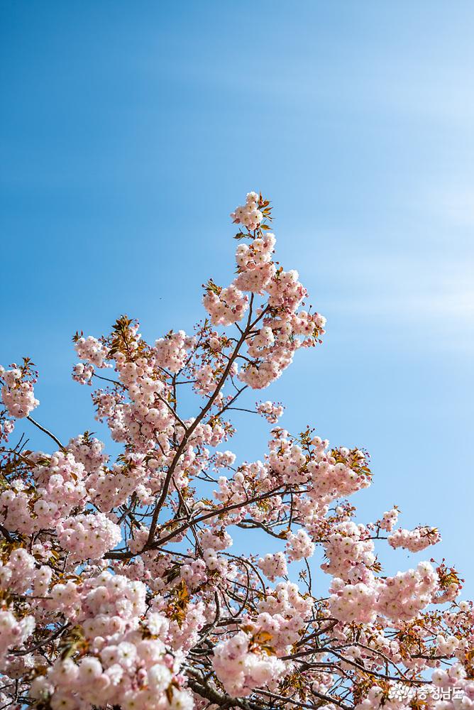 화려한봄꽃이활짝핀서산개심사 21