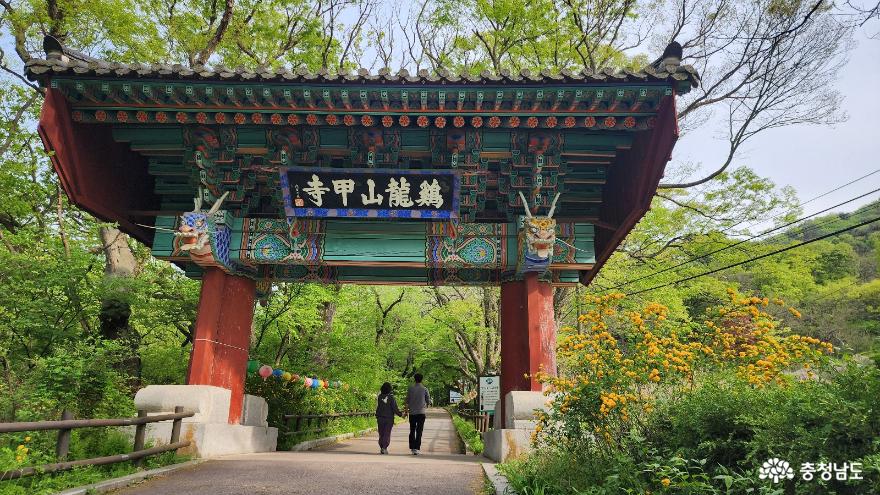 계룡산 갑사 황매화 축제에 다녀오다. 사진