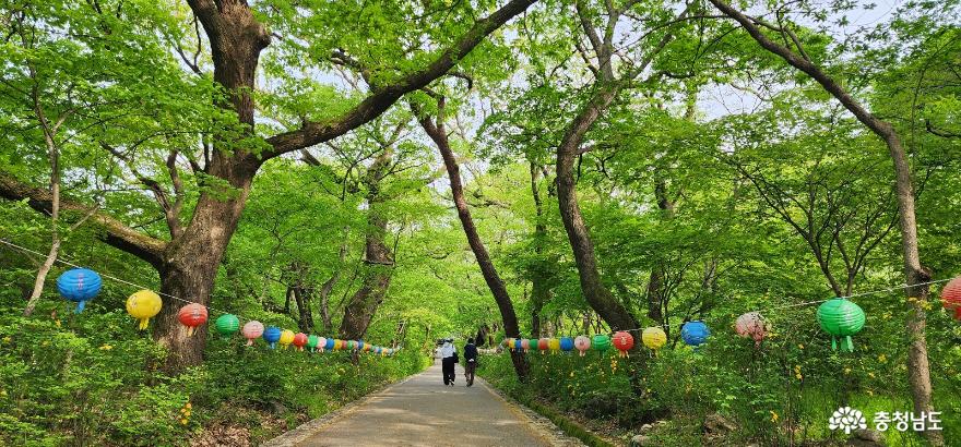 계룡산 갑사 황매화 축제에 다녀오다. 사진