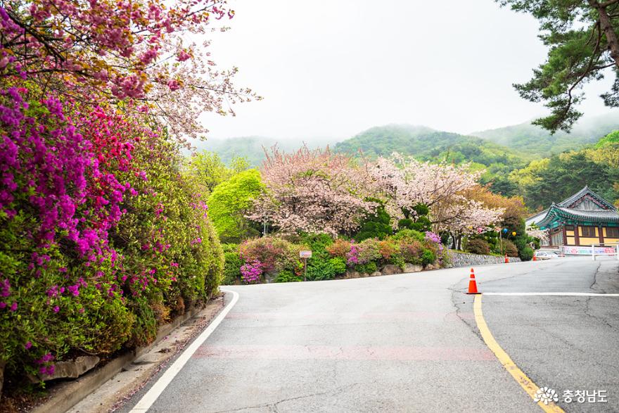 화려한 봄꽃이 수놓은 천안 각원사 사진