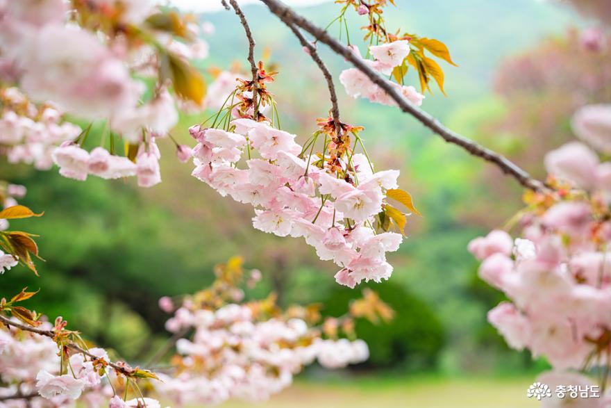 화려한 봄꽃이 수놓은 천안 각원사 사진