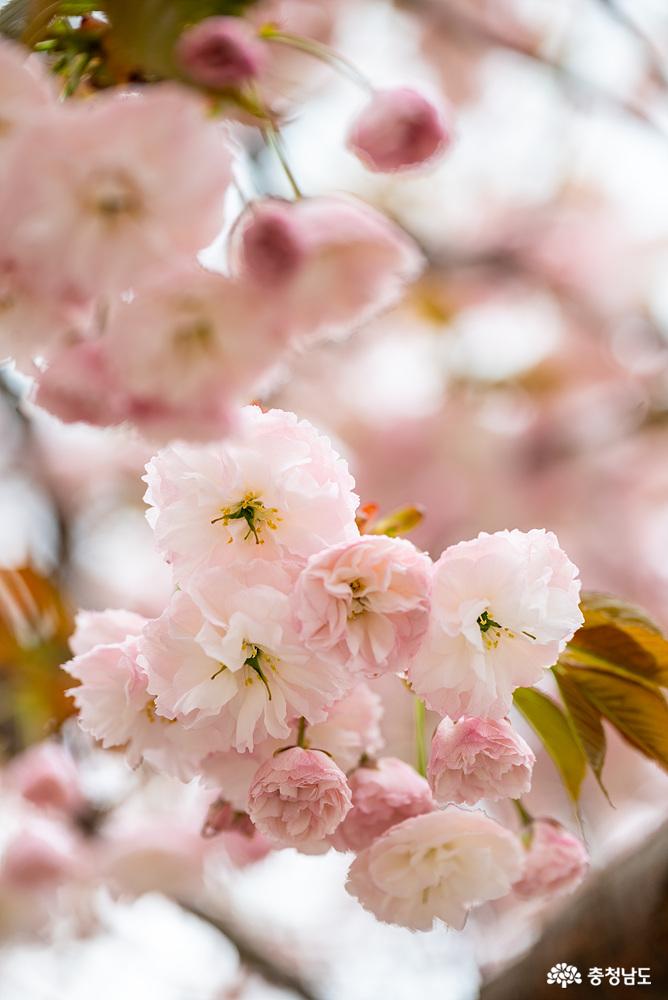 화려한봄꽃이수놓은천안각원사 18