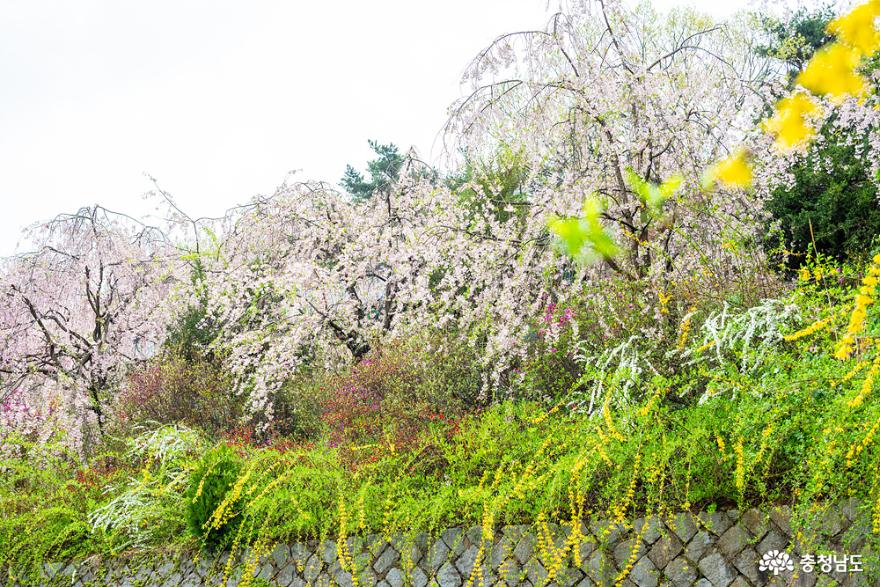화려한봄꽃이수놓은천안각원사 24