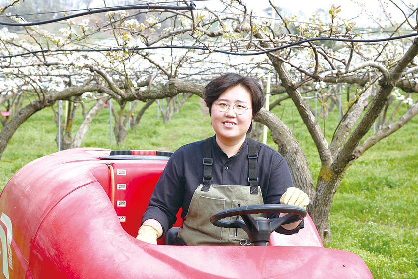 주원농원 김후주 대표가 하얀 배꽃에 직접 꽃가루를 묻히는 인공수정을 하기 위해 농기계를 타고 이동하고 있다.                                                             사진/최현진