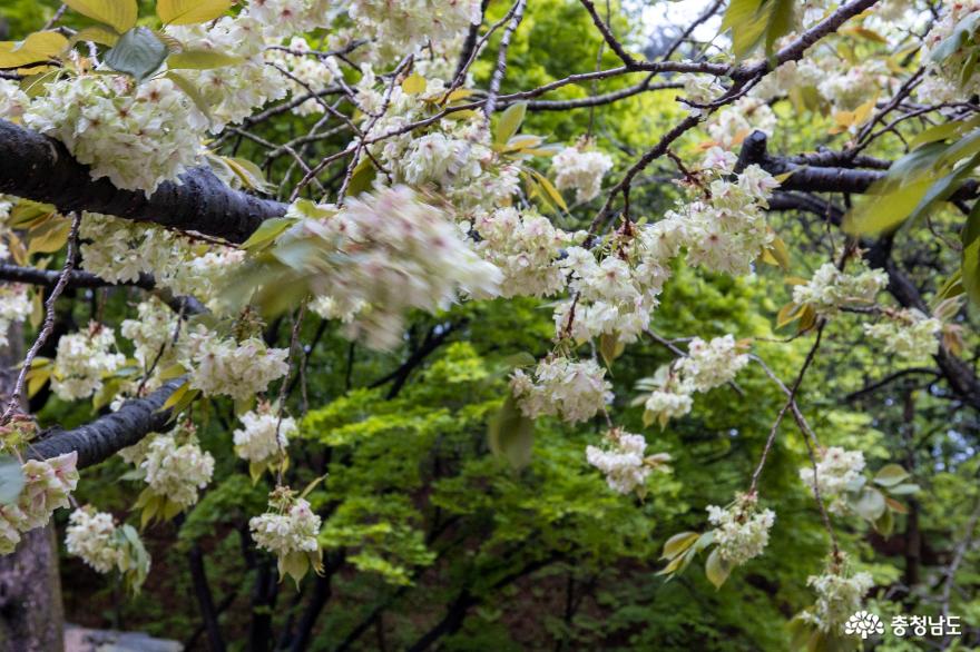 아름다운 개심사 겹벚꽃 사진