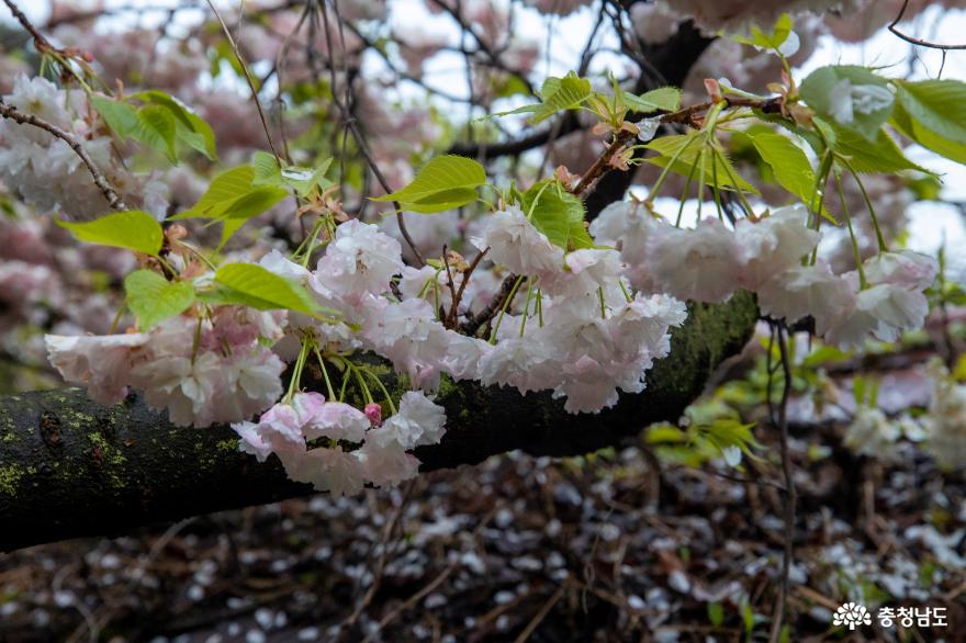 아름다운 개심사 겹벚꽃 사진