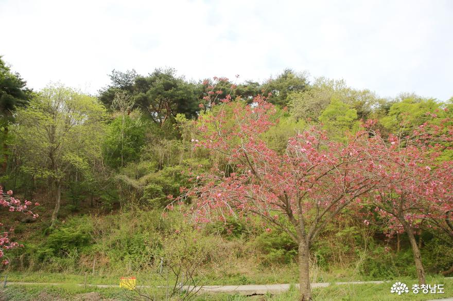 벚꽃이 지고 피어나는 겹벚꽃이 아름다운 서산의 문수사 여행 사진