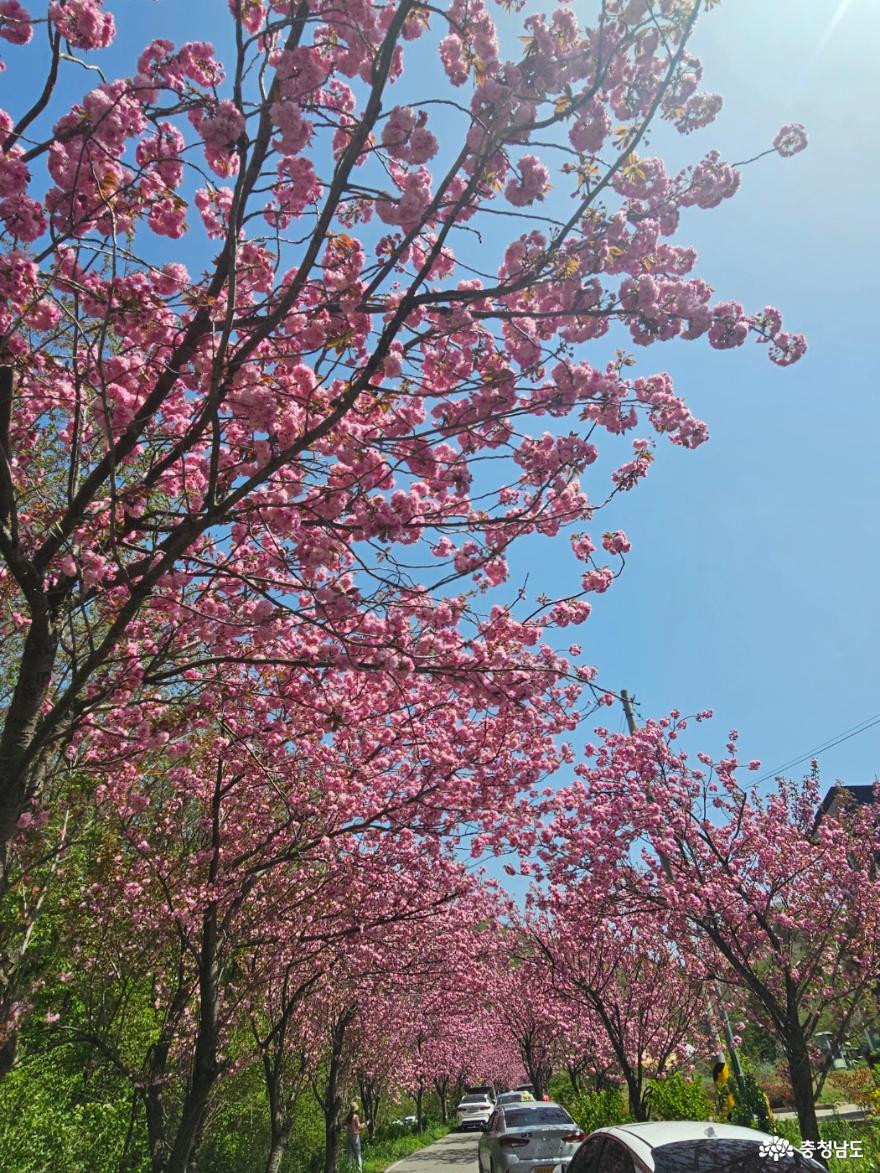 벚꽃이 지고 피어나는 겹벚꽃이 아름다운 서산의 문수사 여행 사진