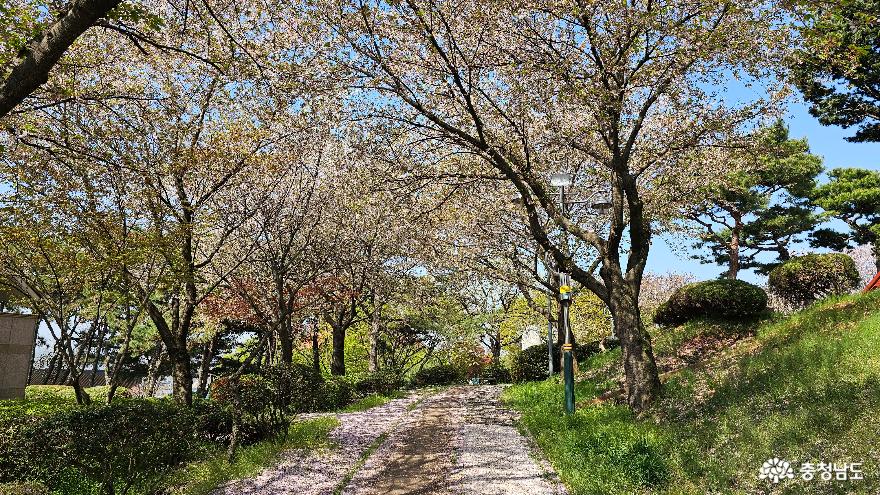소들공원 산책로 벚꽃풍경