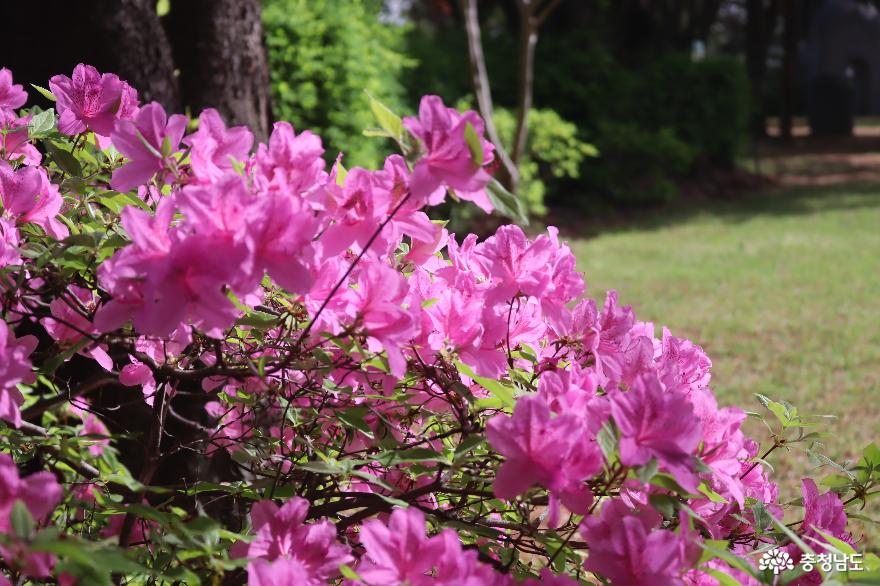 봄꽃만발한황새바위순교성지 6