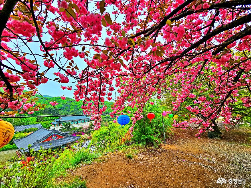 풍성한 겹벚꽃과 철쭉으로 물든 각원사 풍경 사진