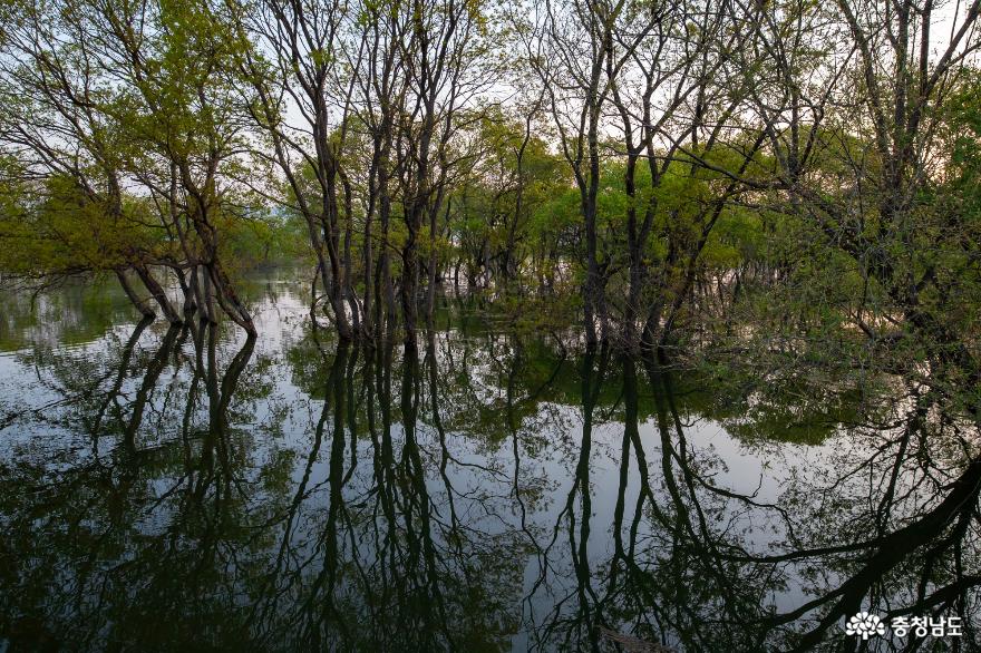 예당저수지 4월 풍경 사진