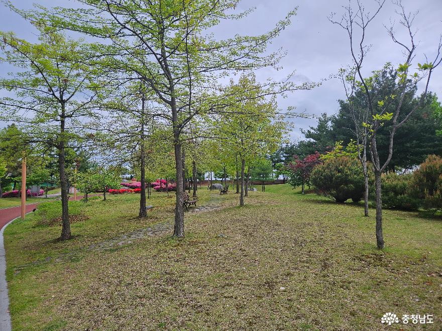 영산홍이만개한천안3대공원쌍용공원 6