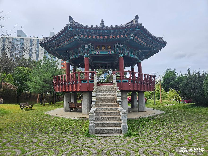 영산홍이만개한천안3대공원쌍용공원 20