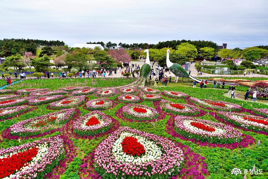 안면도 꽃지해변의 환상적 튤립 향연 2024 태안 세계 튤립 꽃 박람회