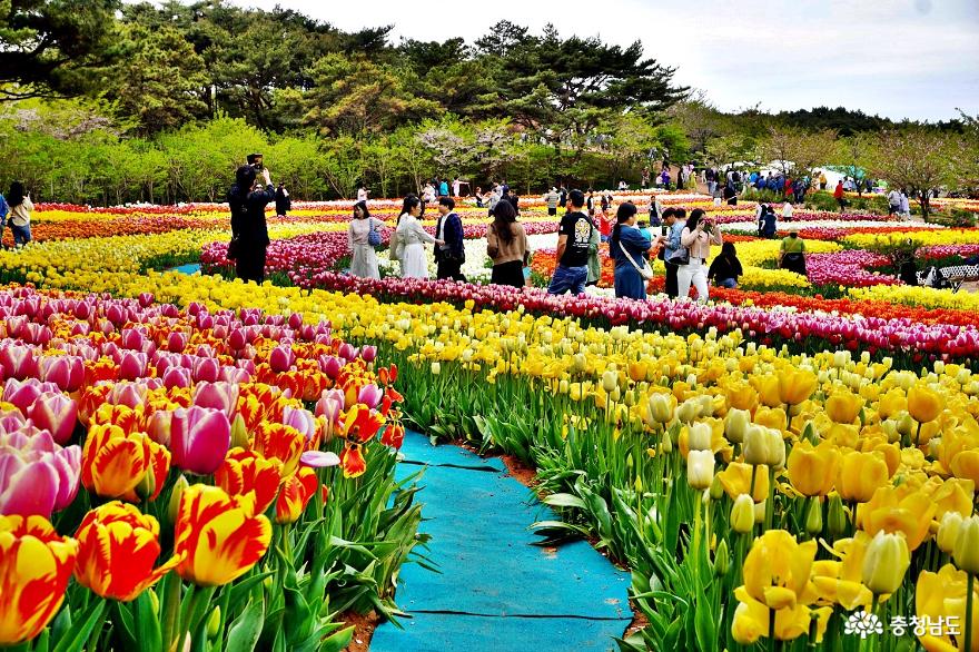 안면도 꽃지해변의 환상적 튤립 향연 2024 태안 세계 튤립 꽃 박람회 사진