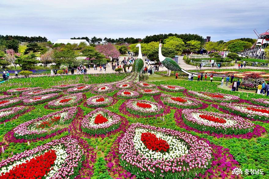 안면도 꽃지해변의 환상적 튤립 향연 2024 태안 세계 튤립 꽃 박람회 사진