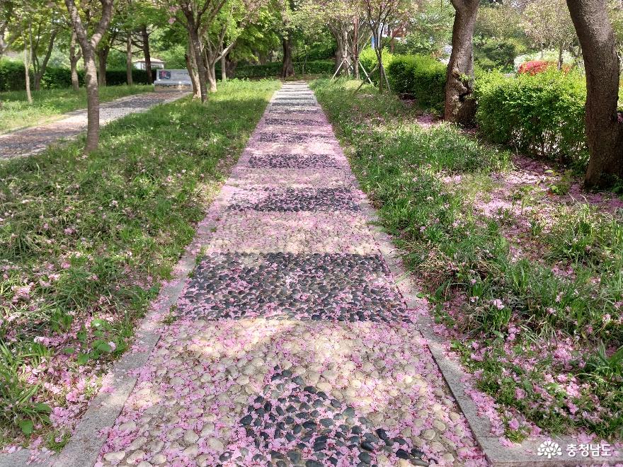 완연한 봄 산책길 - 당진  남산공원 사진