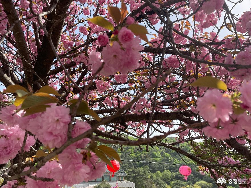 겹벚꽃이 팡팡 꽃나들이 명소 사진