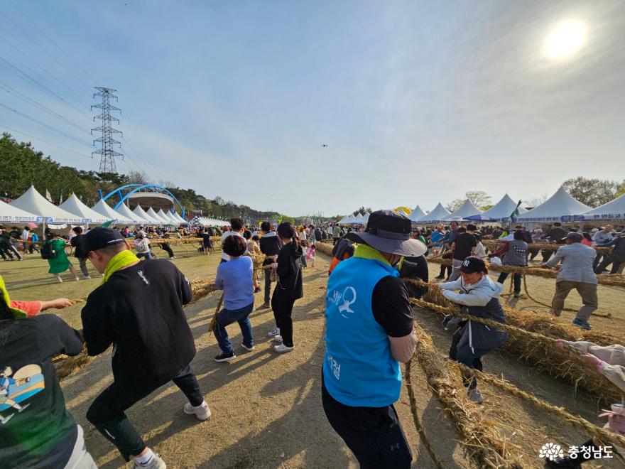 줄로 세계인이 하나되는 2024 기지시줄다리기 축제 사진
