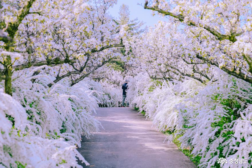 봄에 내리는 하얀 눈처럼 눈부신 4월의 보령 무궁화수목원