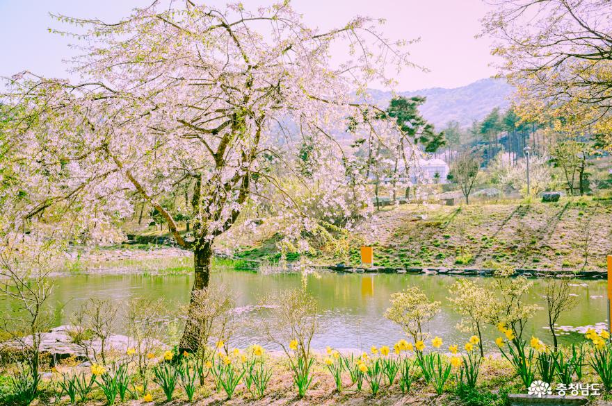 봄에 내리는 하얀 눈처럼 눈부신 4월의 보령 무궁화수목원 사진