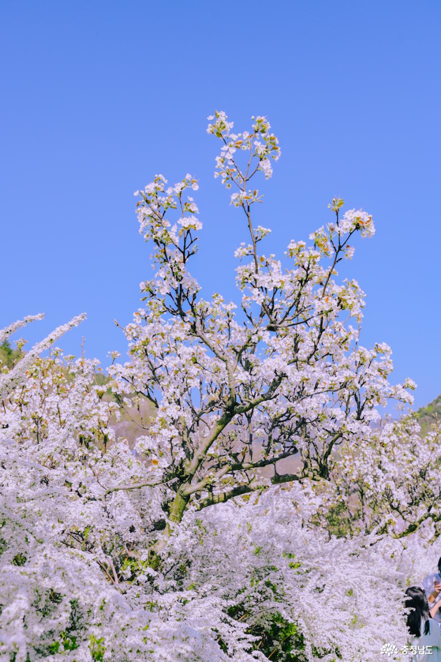 봄에 내리는 하얀 눈처럼 눈부신 4월의 보령 무궁화수목원 사진
