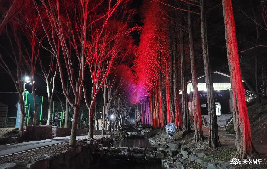 칠갑산자연휴양림 메타세콰이어산책로 야간 조명 전경.