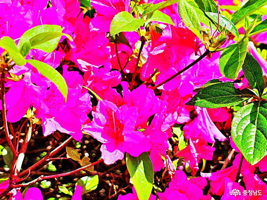 보라빛봄향기머무는등나무꽃숨은스팟 6