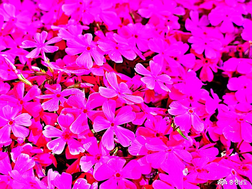 보라빛봄향기머무는등나무꽃숨은스팟 7