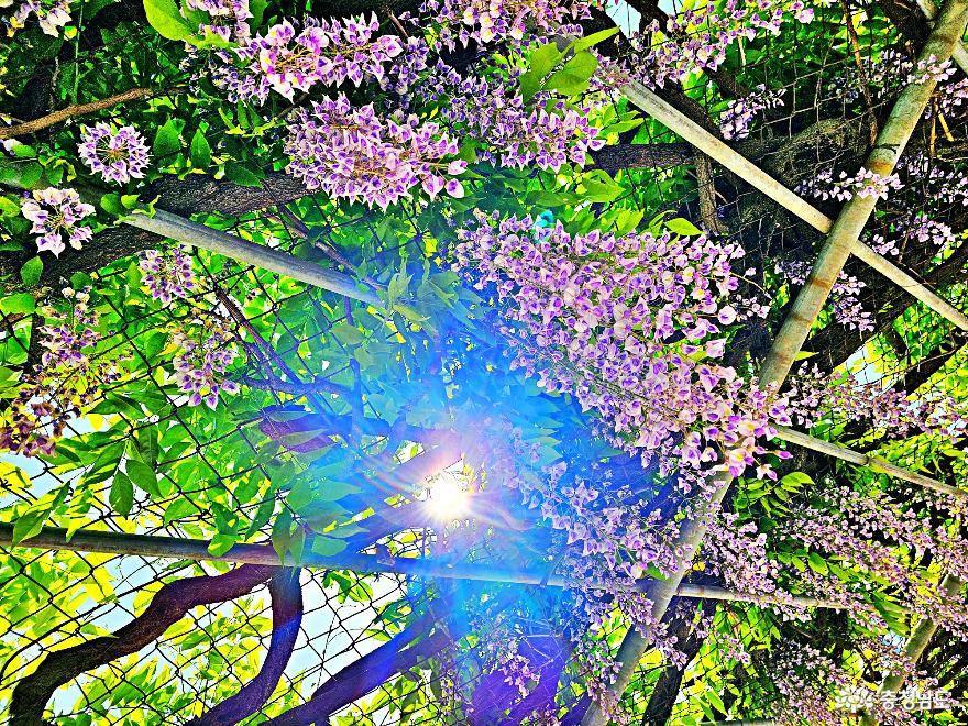 보라빛봄향기머무는등나무꽃숨은스팟 10