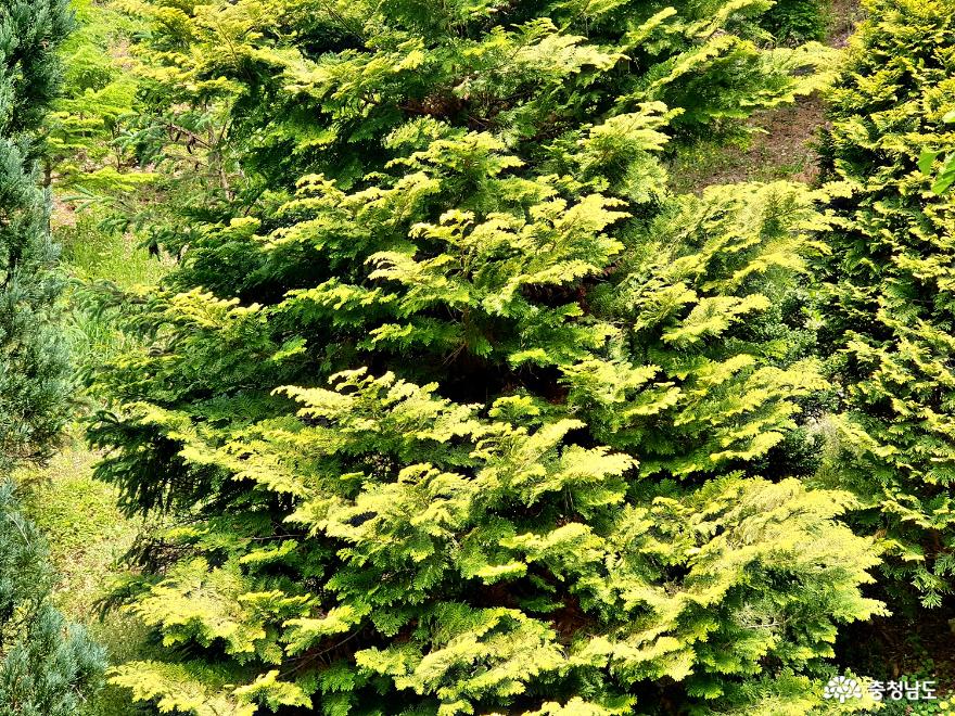 싱그러운 나무와 꽃 사람이 함께 숨쉬는 곳 당진 삼선산수목원 사진