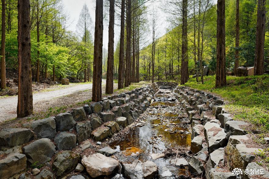 숲이 가득한 탄소상쇄숲, 고즉넉하게 걷기 좋은 논산 온빛자연휴양림 사진