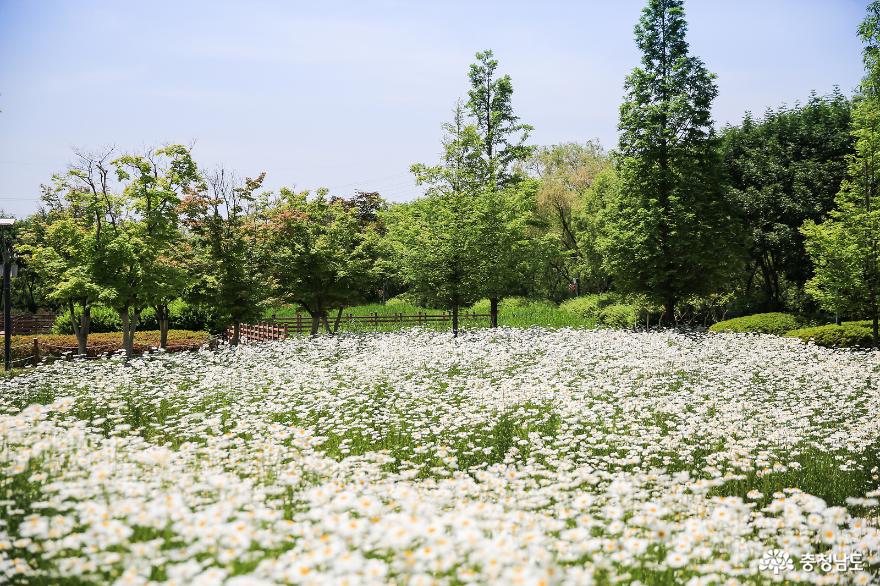'2025~2026충남 방문의 해' 맞이 5월 여행 코스_5월의 꽃 사진